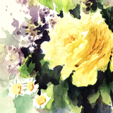 Orginal watercolor painting two lovely yillow roses